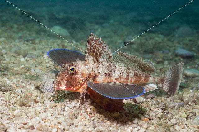 Streaked Gurnard (Trigloporus lastoviza)