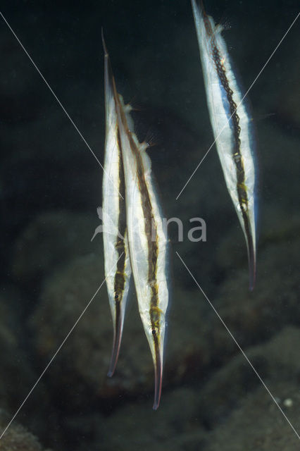 Razorfish (Aeoliscus strigatus)