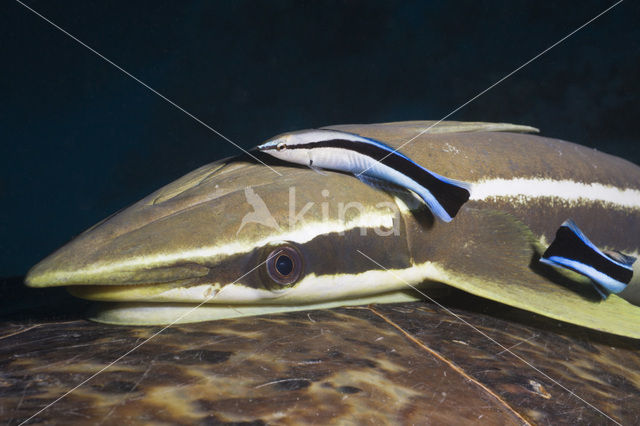 Sharksucker (Echeneis naucrates)