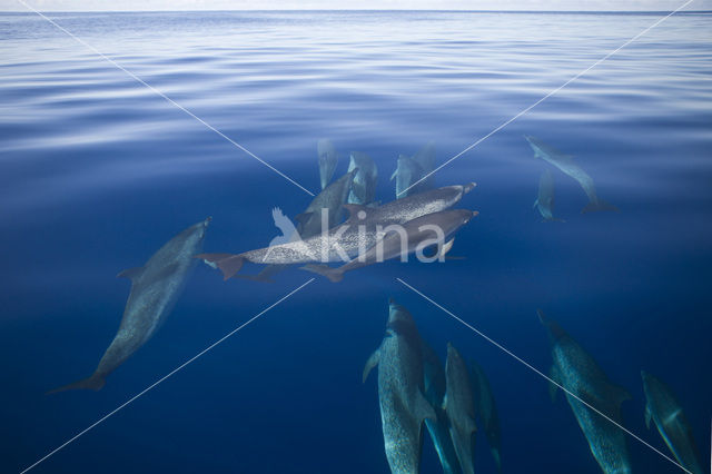 Atlantic Spotted Dolphin (Stenella frontalis )