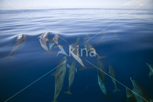 Atlantic Spotted Dolphin (Stenella frontalis )