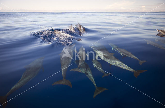 Atlantic Spotted Dolphin (Stenella frontalis )