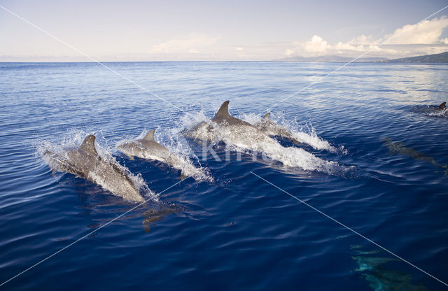 Atlantic Spotted Dolphin (Stenella frontalis )