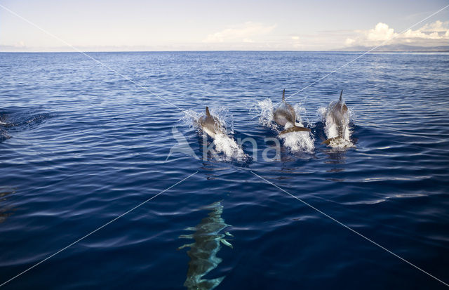 Atlantic Spotted Dolphin (Stenella frontalis )