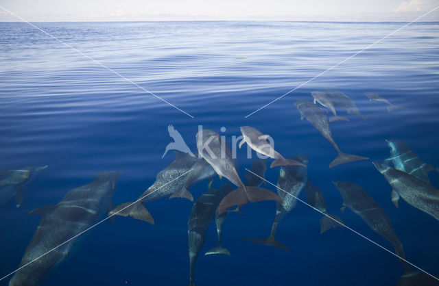 Atlantic Spotted Dolphin (Stenella frontalis )