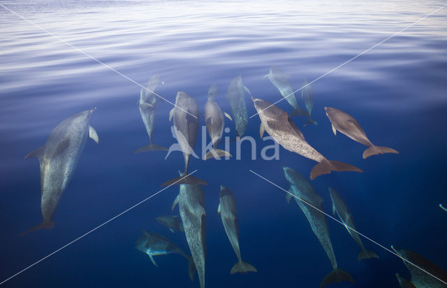 Atlantic Spotted Dolphin (Stenella frontalis )