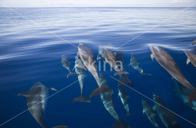 Atlantic Spotted Dolphin (Stenella frontalis )