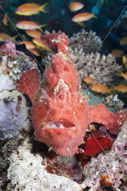 Painted frogfish