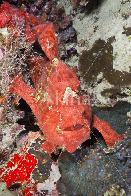 Painted frogfish