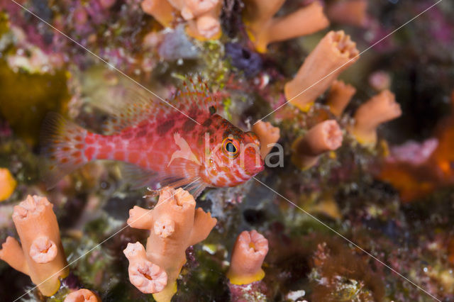 Coral hawkfish (Cirrhitichthys oxycephalus)