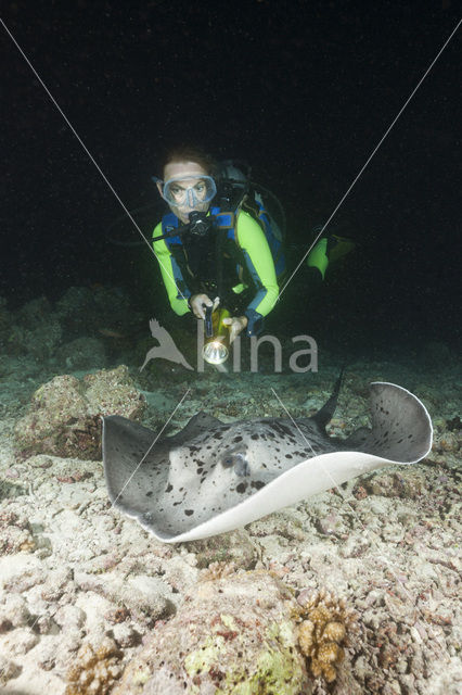 Black-spotted stingray (Taeniura meyeni)