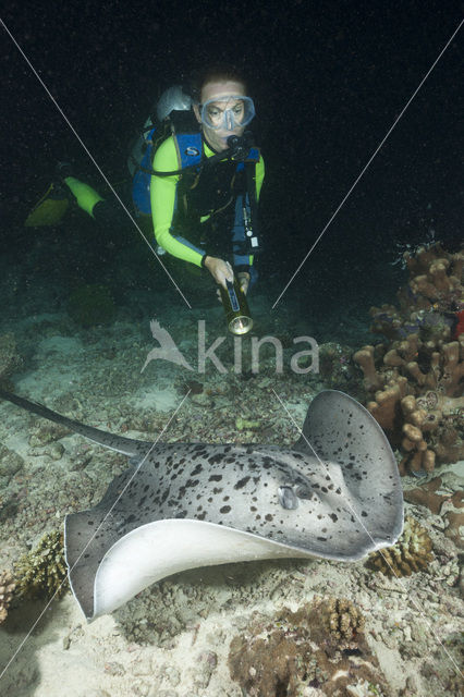 Black-spotted stingray (Taeniura meyeni)