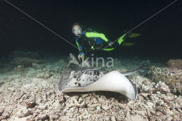 Black-spotted stingray (Taeniura meyeni)