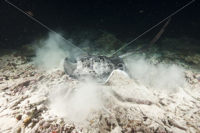 Black-spotted stingray (Taeniura meyeni)