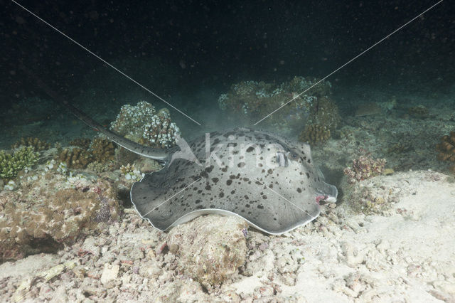 Black-spotted stingray (Taeniura meyeni)