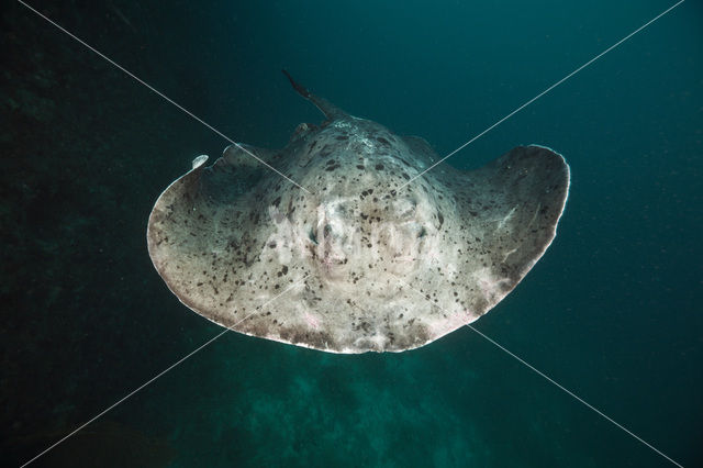 Black-spotted stingray (Taeniura meyeni)