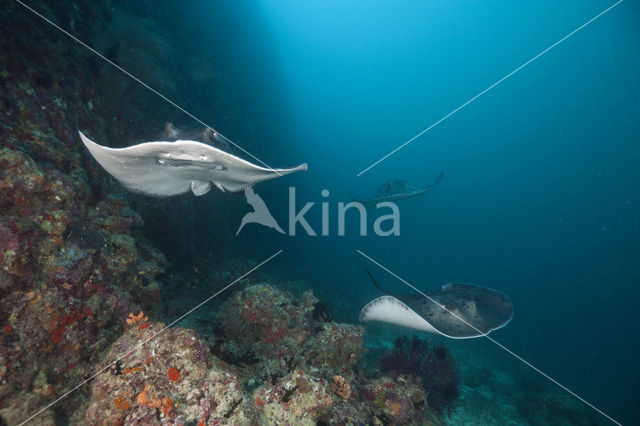 Black-spotted stingray (Taeniura meyeni)