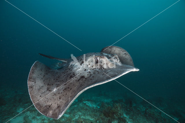 Black-spotted stingray (Taeniura meyeni)