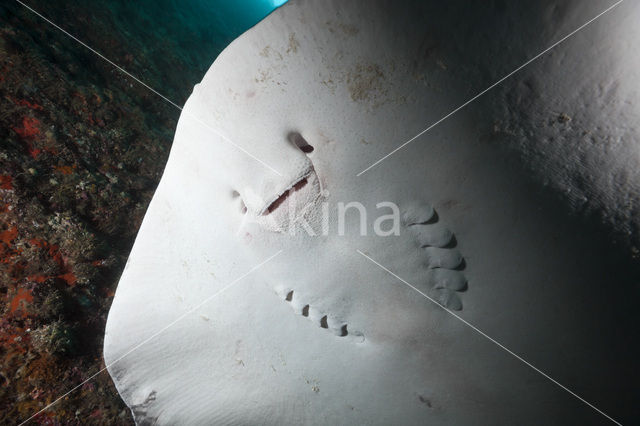 Black-spotted stingray (Taeniura meyeni)