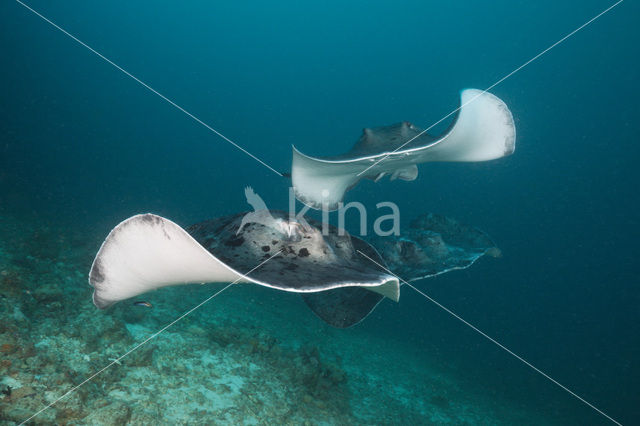 Black-spotted stingray (Taeniura meyeni)