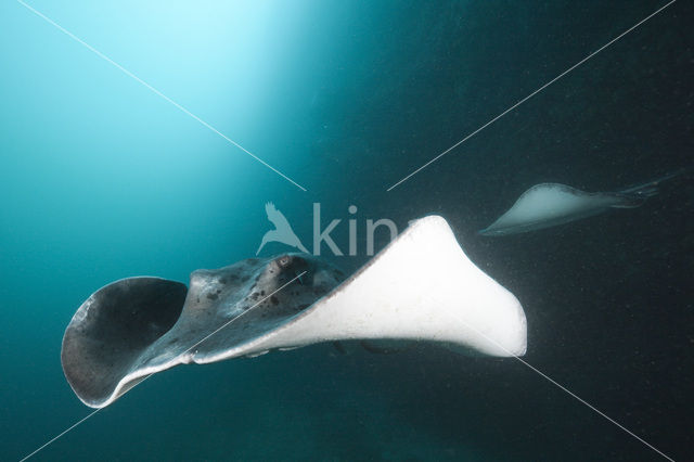 Black-spotted stingray (Taeniura meyeni)