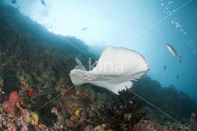 Black-spotted stingray (Taeniura meyeni)