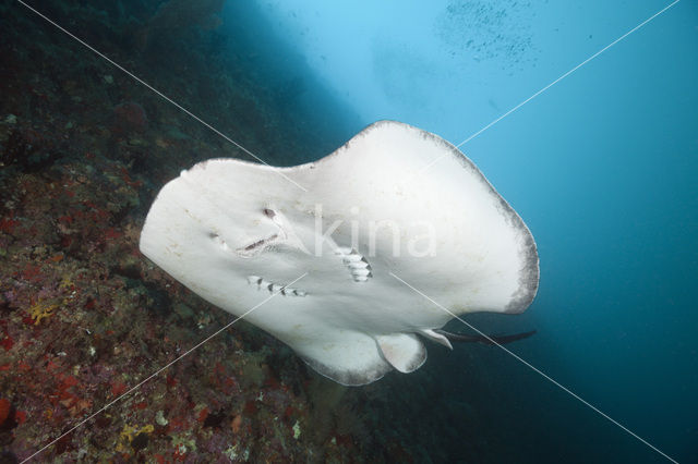 Black-spotted stingray (Taeniura meyeni)