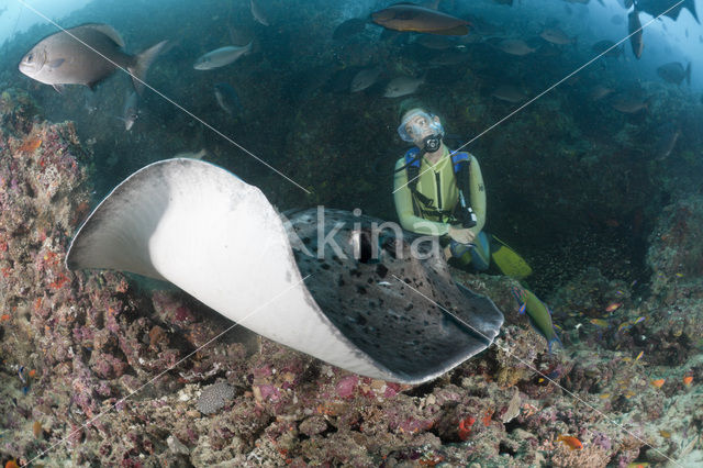 Black-spotted stingray (Taeniura meyeni)