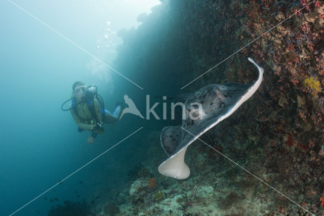 Black-spotted stingray (Taeniura meyeni)