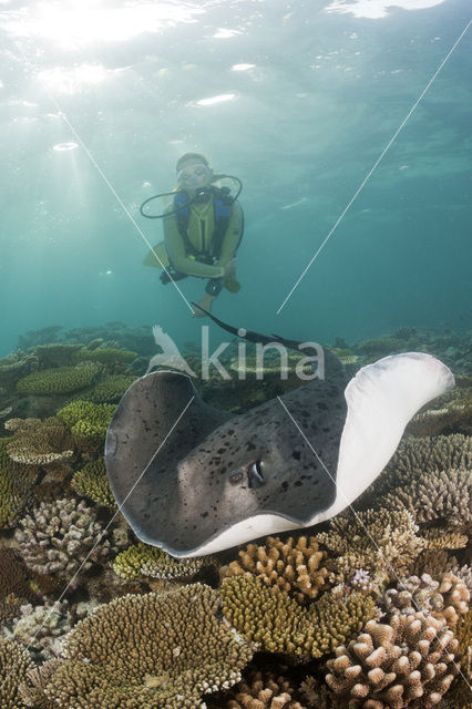 Black-spotted stingray (Taeniura meyeni)