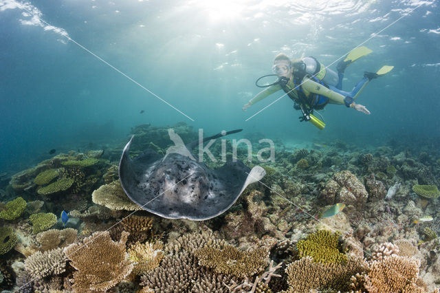 Black-spotted stingray (Taeniura meyeni)