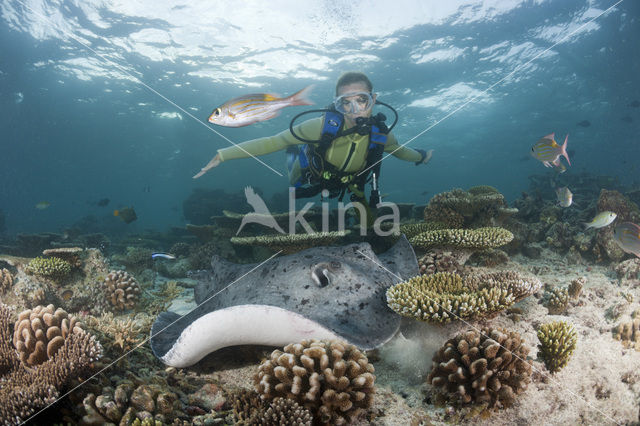 Black-spotted stingray (Taeniura meyeni)