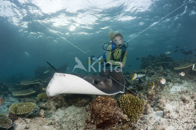 Black-spotted stingray (Taeniura meyeni)