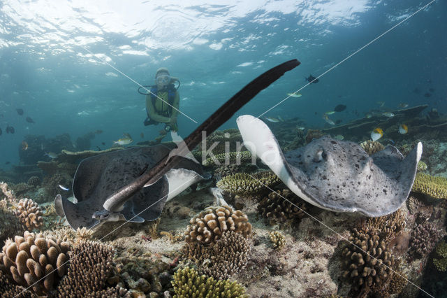 Black-spotted stingray (Taeniura meyeni)