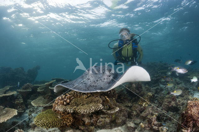 Black-spotted stingray (Taeniura meyeni)