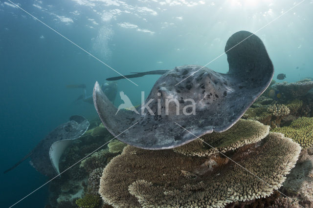 Black-spotted stingray (Taeniura meyeni)