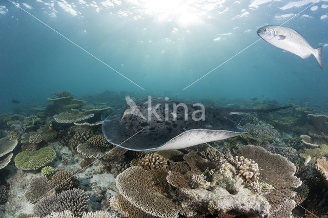 Black-spotted stingray (Taeniura meyeni)