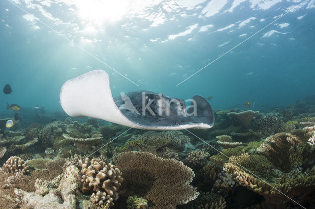 Black-spotted stingray (Taeniura meyeni)