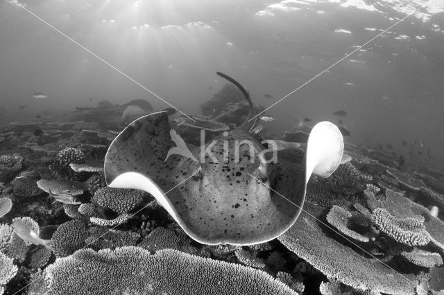 Black-spotted stingray (Taeniura meyeni)