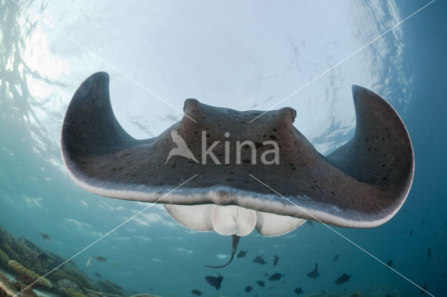 Black-spotted stingray (Taeniura meyeni)