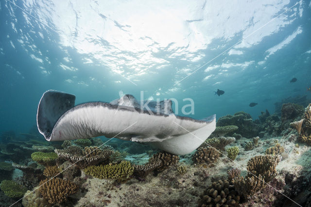 Black-spotted stingray (Taeniura meyeni)