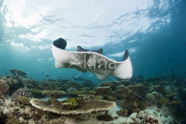 Black-spotted stingray (Taeniura meyeni)