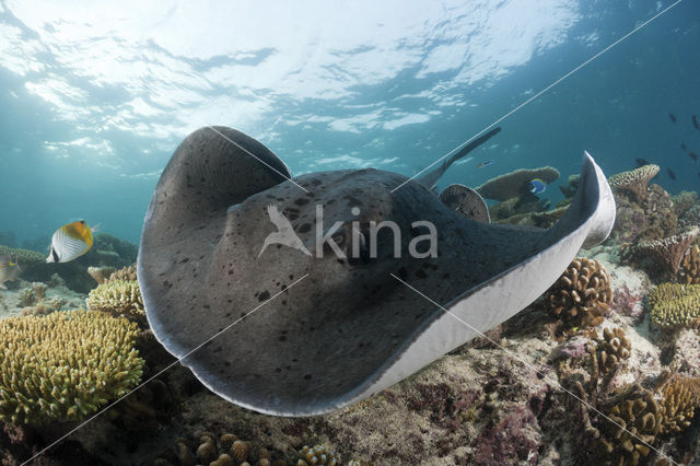 Black-spotted stingray (Taeniura meyeni)