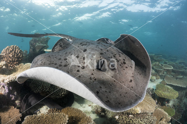 Black-spotted stingray (Taeniura meyeni)