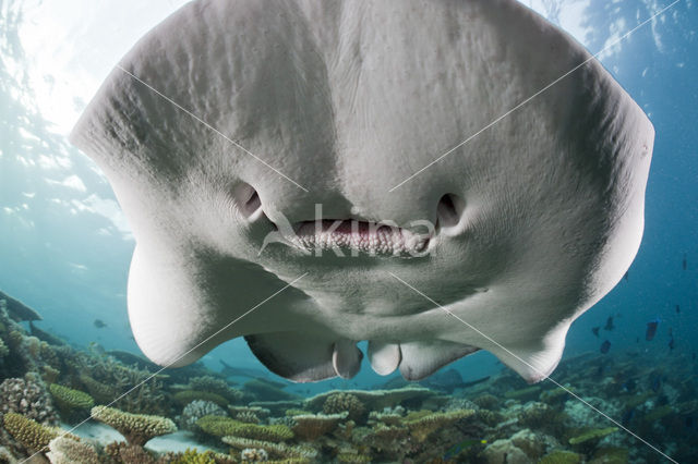 Black-spotted stingray (Taeniura meyeni)