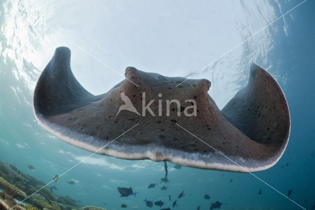 Black-spotted stingray (Taeniura meyeni)