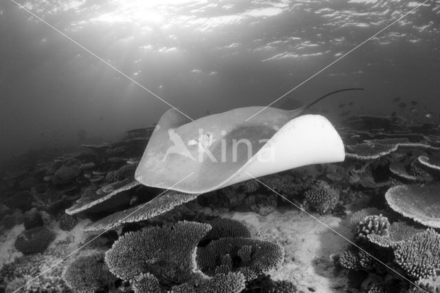 Common stingaree (Trygonoptera testacea)