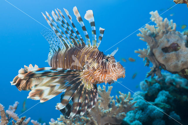 Gewone Koraalduivel (Pterois volitans)