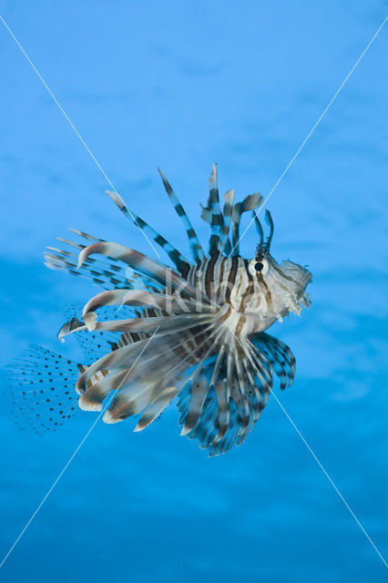 Gewone Koraalduivel (Pterois volitans)