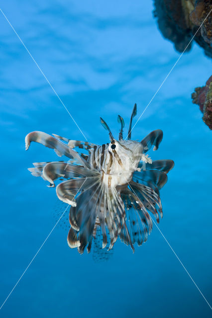 Gewone Koraalduivel (Pterois volitans)